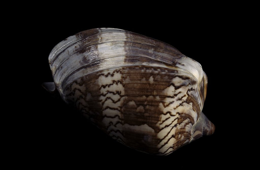 Detail of Cymbiola nobilis by Anonymous