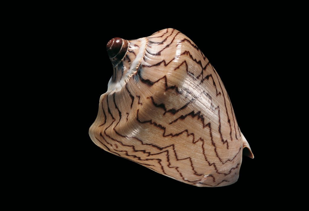 Detail of Cymbiola nobilis by Anonymous