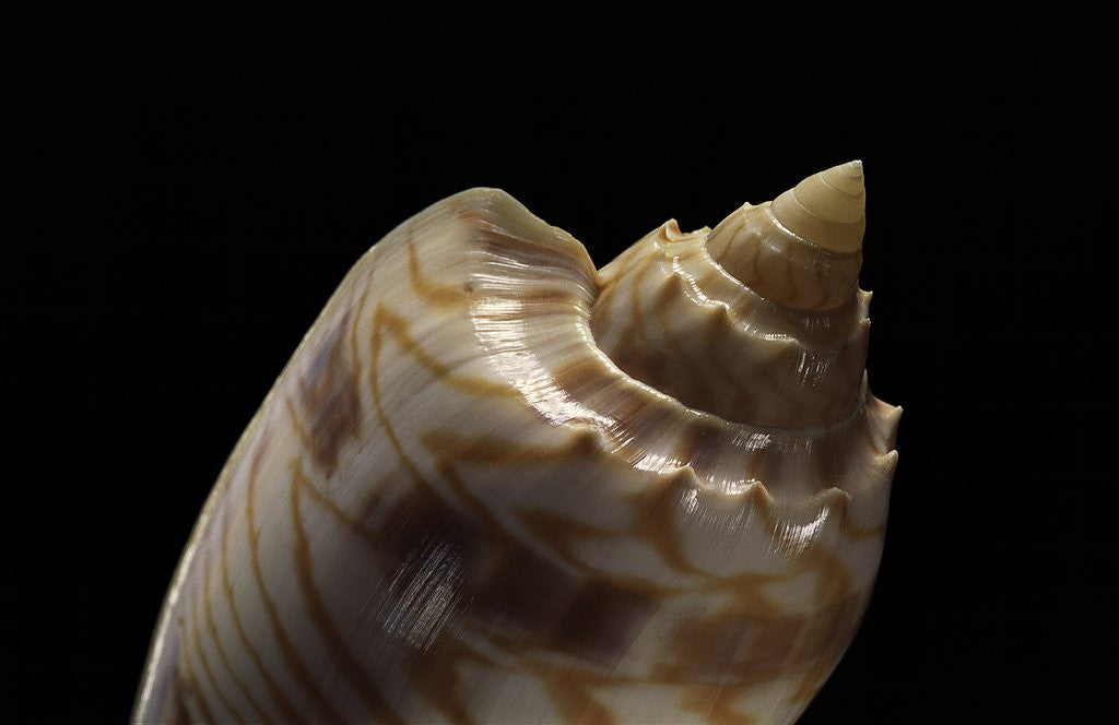 Detail of Cymbiolista hunteri by Anonymous