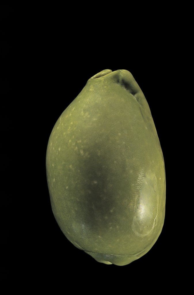 Detail of Cypraea arabica by Anonymous