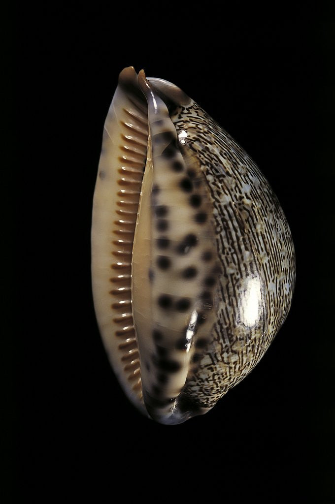 Detail of Cypraea arabica by Anonymous