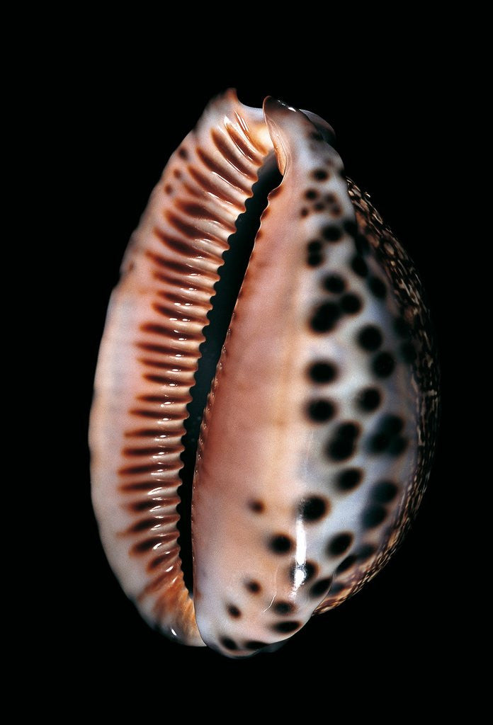 Detail of Cypraea arabica by Anonymous