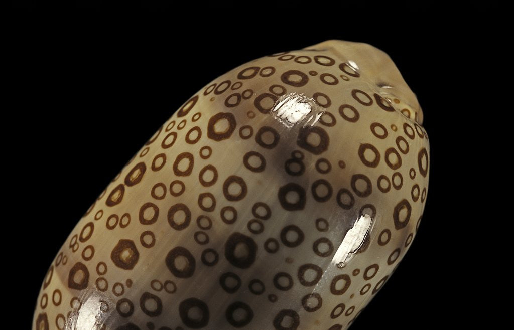 Detail of Cypraea argus by Anonymous