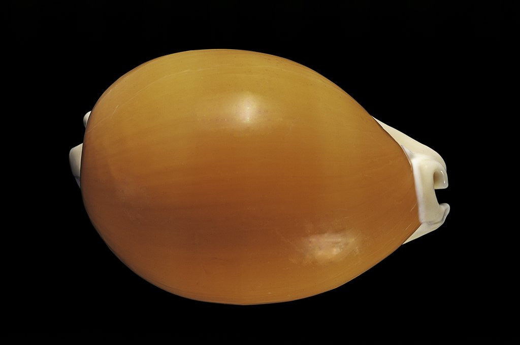 Detail of Cypraea aurantium by Anonymous