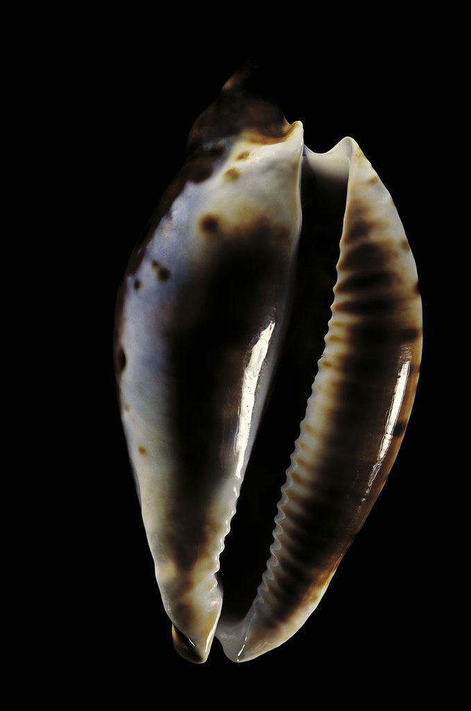 Detail of Cypraea friendi by Anonymous