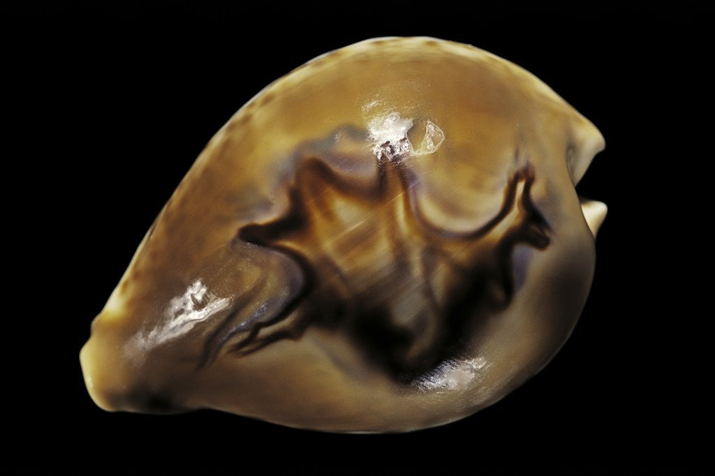 Detail of Cypraea fultoni by Anonymous