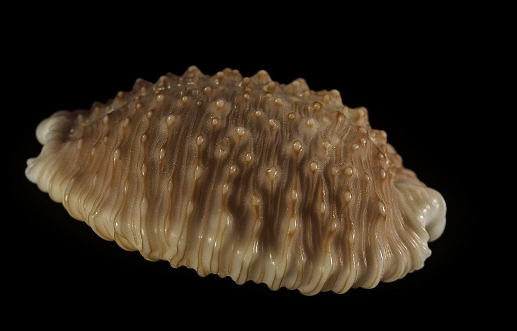 Detail of Cypraea granulata by Anonymous