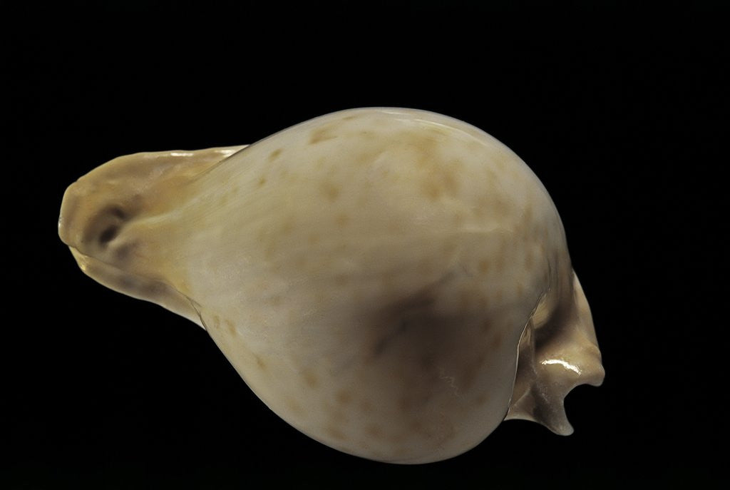 Detail of Cypraea hesitata by Anonymous