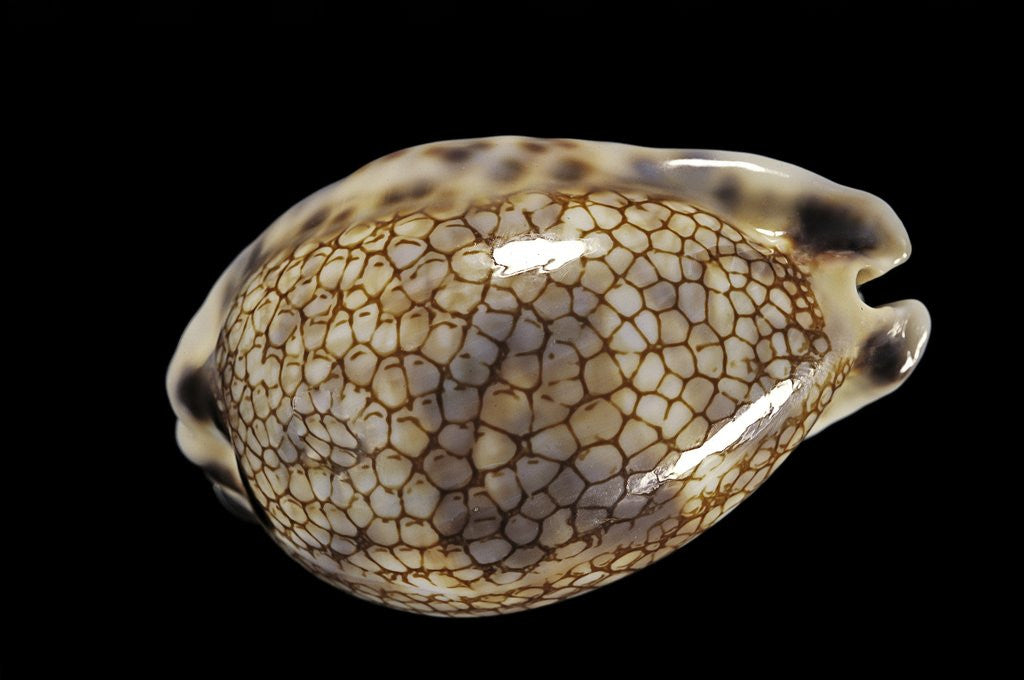 Detail of Cypraea histrio by Anonymous