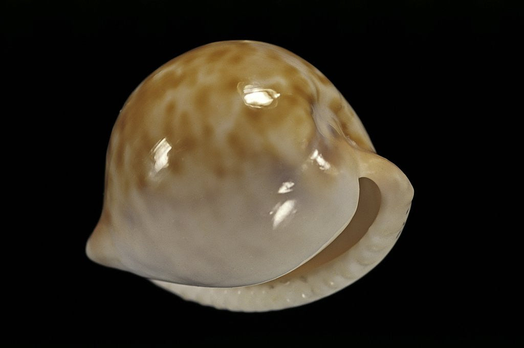 Detail of Cypraea iutsui by Anonymous