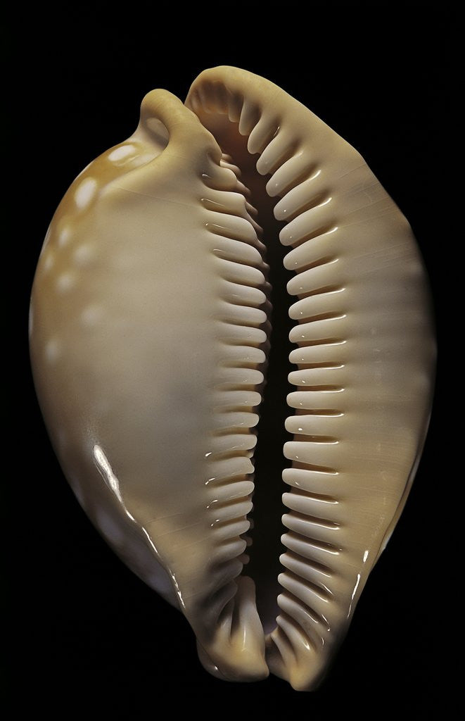 Detail of Cypraea leucodon by Anonymous