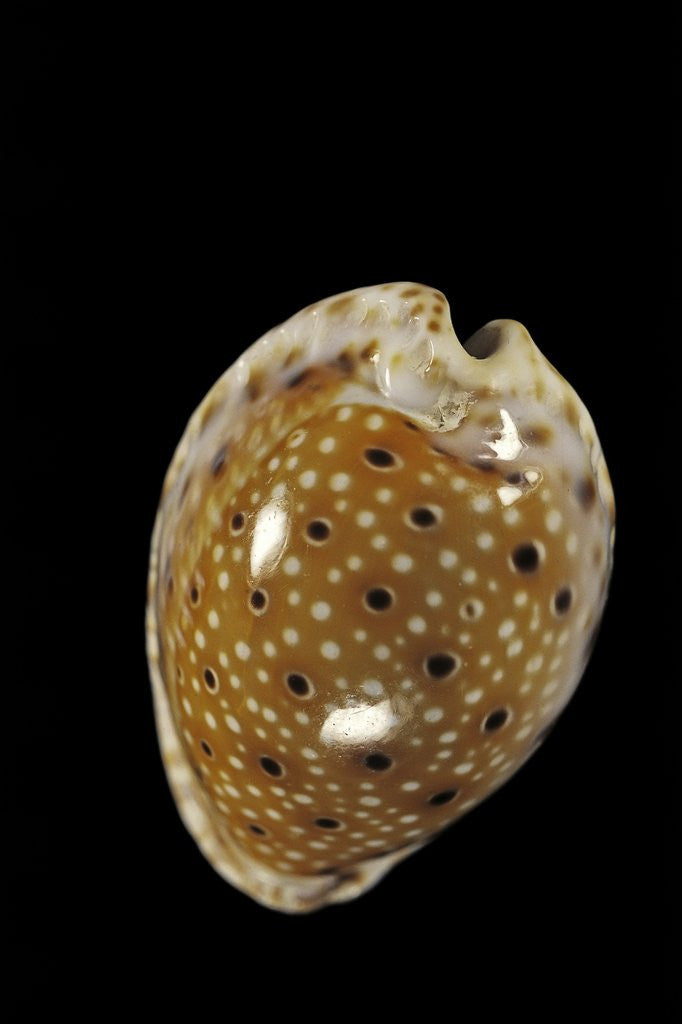Detail of Cypraea ocellata by Anonymous
