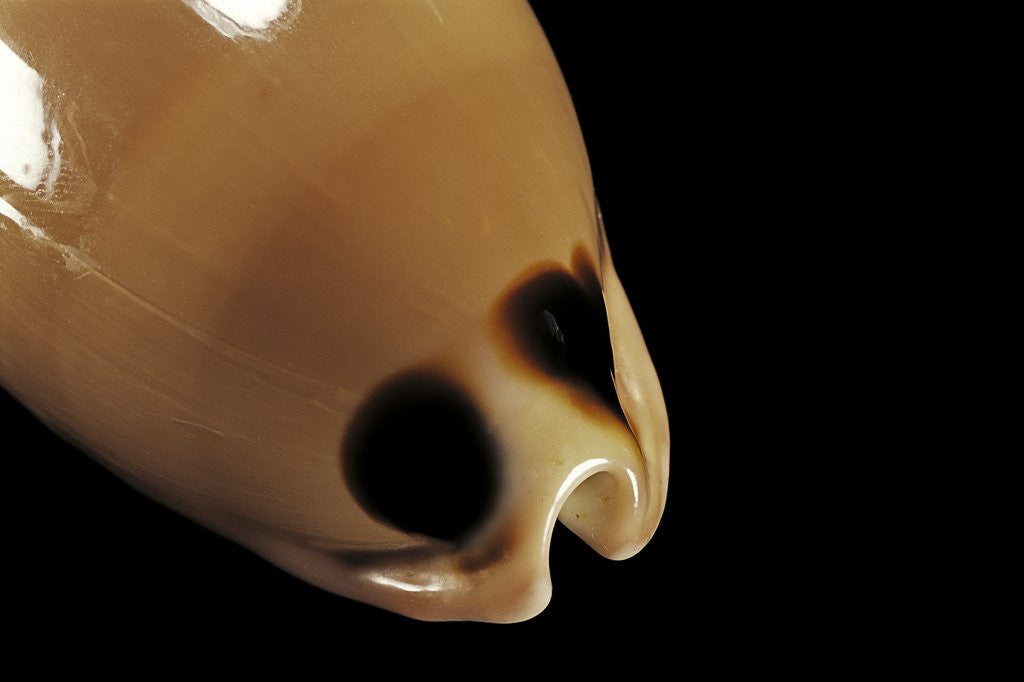 Detail of Cypraea pulchra by Anonymous