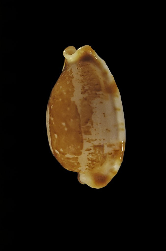 Detail of Cypraea stolida by Anonymous