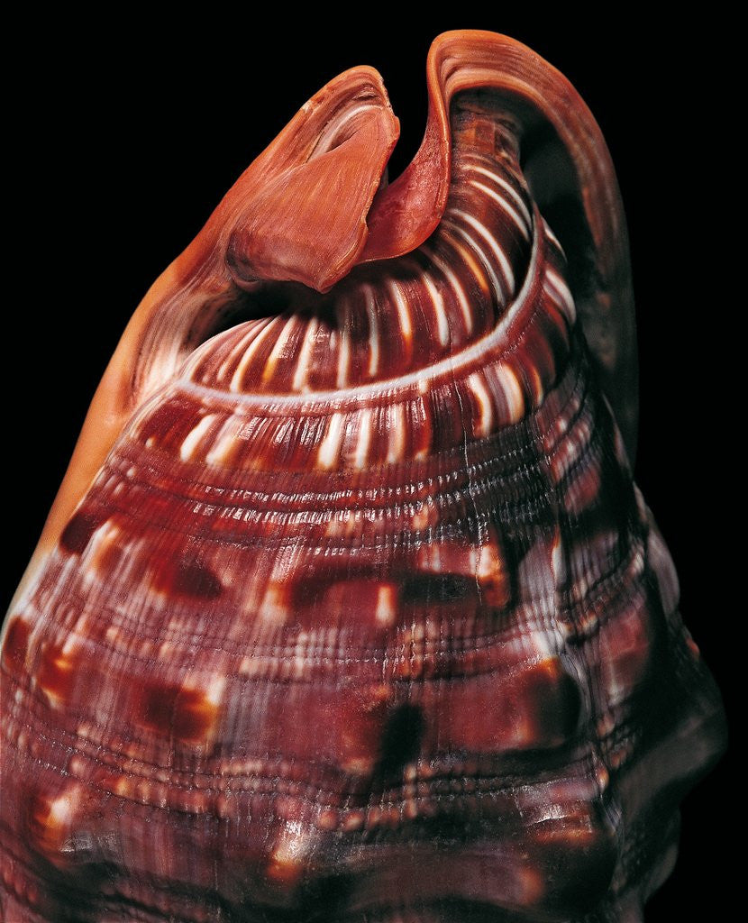 Detail of Cypraecassis rufa by Anonymous
