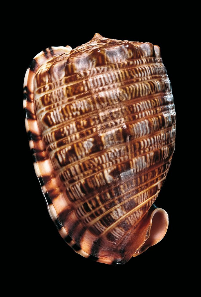 Detail of Cypraecassis tenuis by Anonymous
