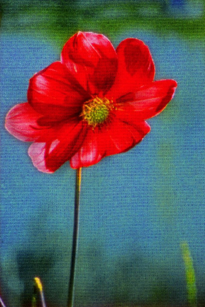 Detail of Red Flower by Anonymous
