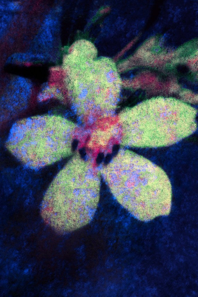 Detail of Flower by Anonymous