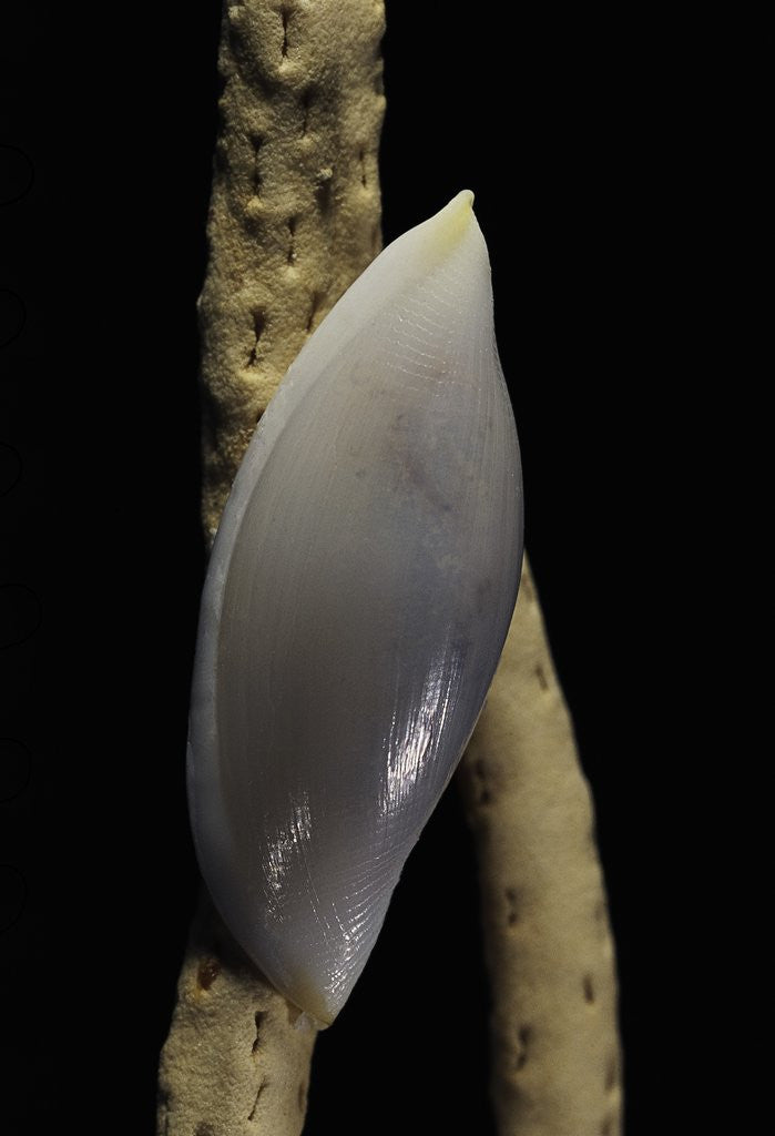 Detail of Delonovolva aequalis by Anonymous