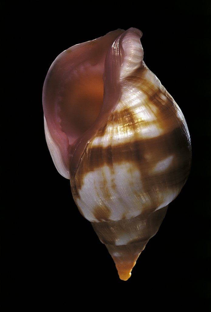 Detail of Euthria rolani by Anonymous