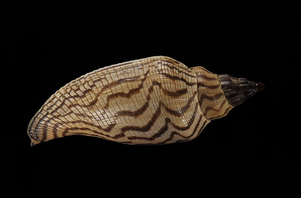 Detail of Fulgoria rupestris by Anonymous