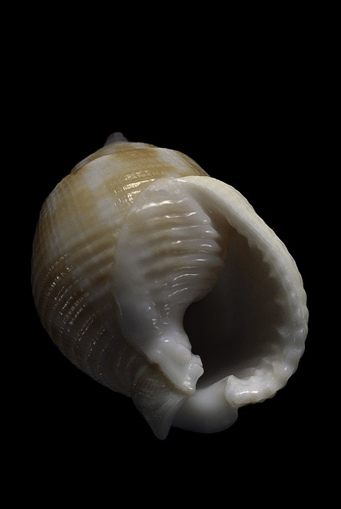 Detail of Demoulia obtusata by Anonymous
