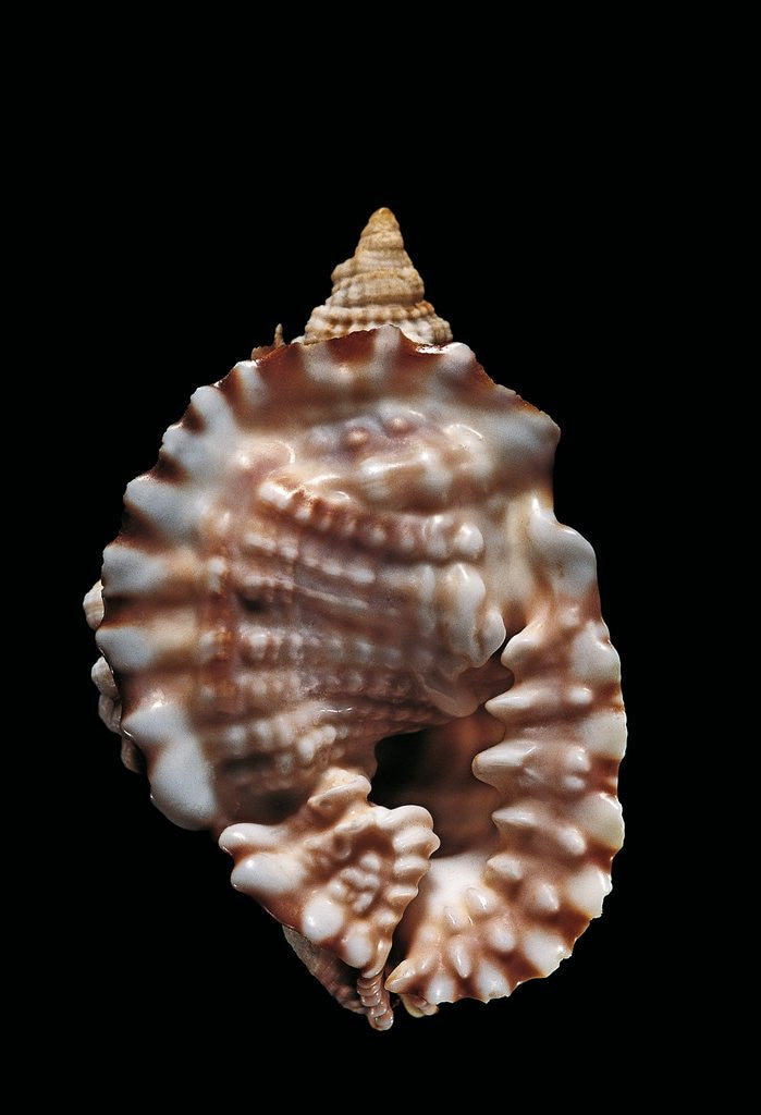 Detail of Distorsio anus by Anonymous