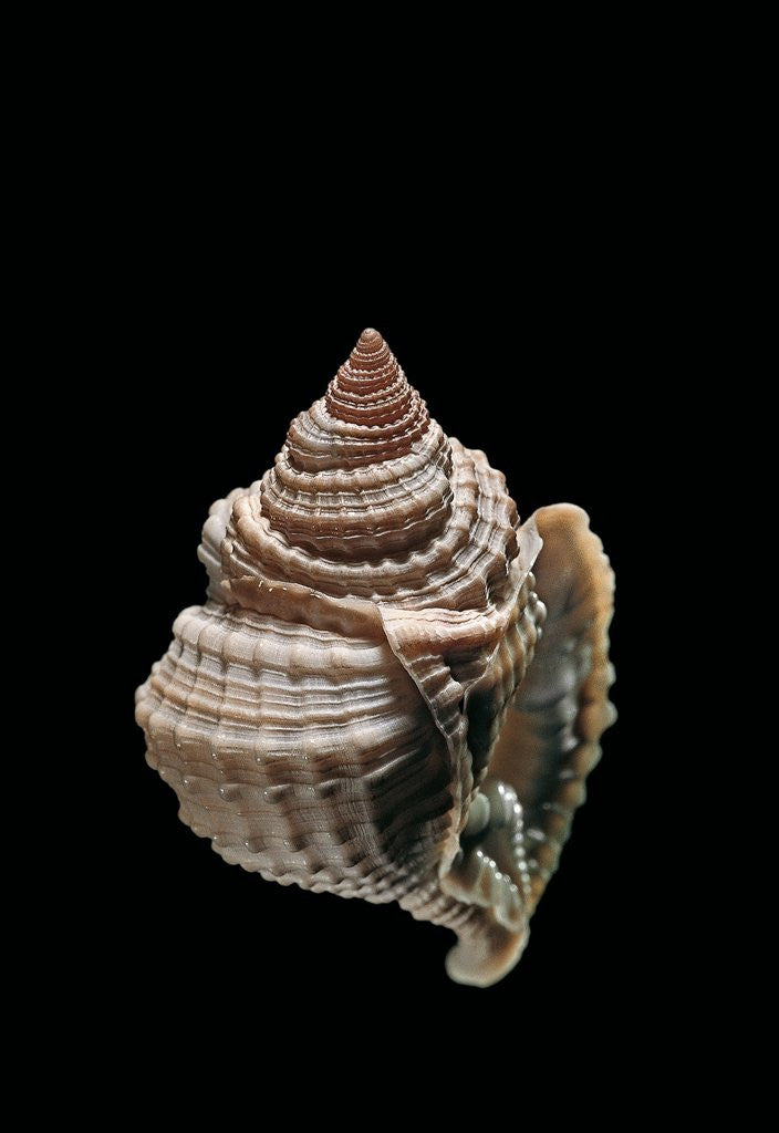 Detail of Distorsio decipiens by Anonymous