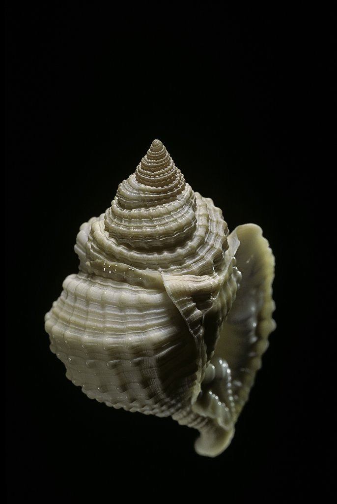 Detail of Distosio decipiens by Anonymous