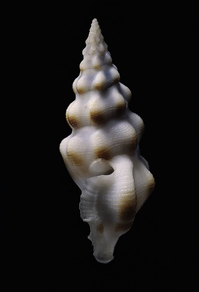Detail of Drillia enna by Anonymous