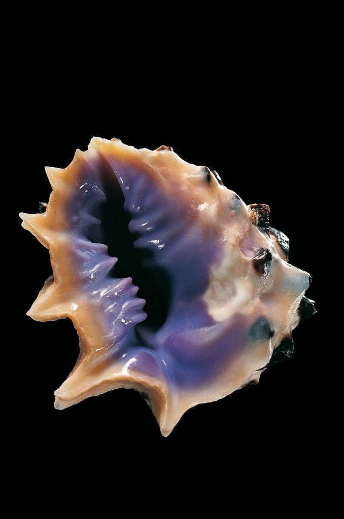 Detail of Drupa morum by Anonymous