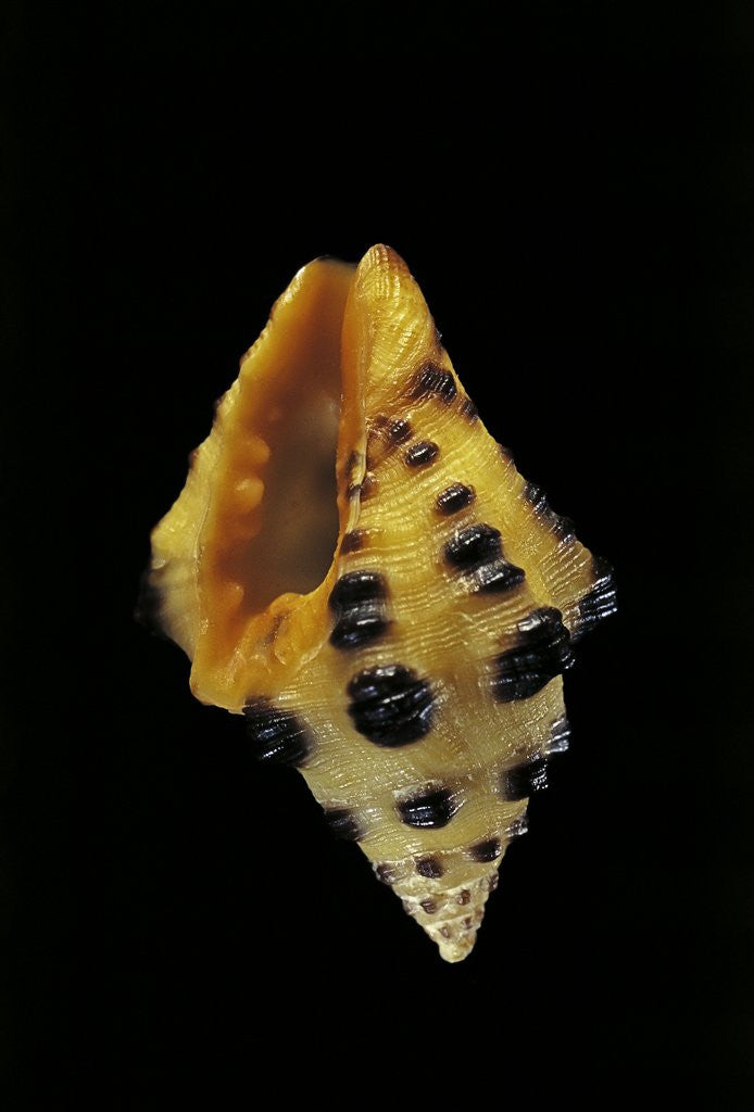 Detail of Engina tobagoensis by Anonymous
