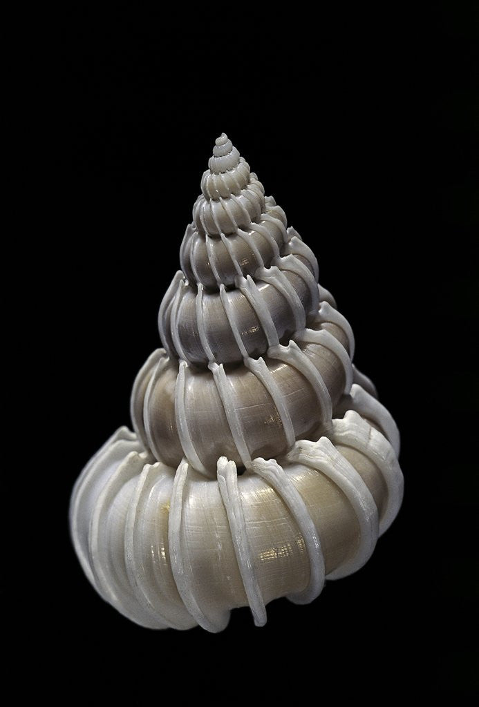 Detail of Epitonium pallasi by Anonymous