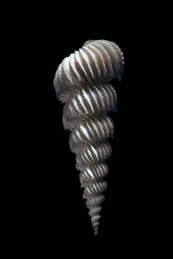 Detail of Epitonium rugosum by Anonymous