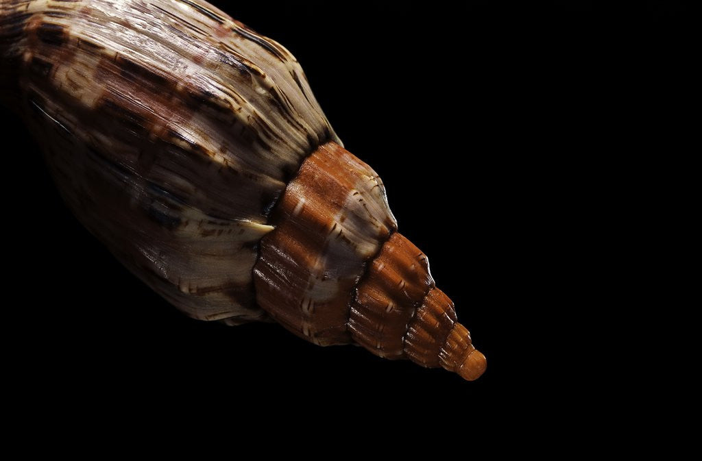 Detail of Festilyria festiva by Anonymous