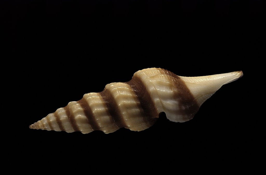 Detail of Fusiturris undatiruga by Anonymous