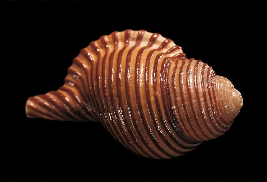 Detail of Galegna clandestina by Anonymous