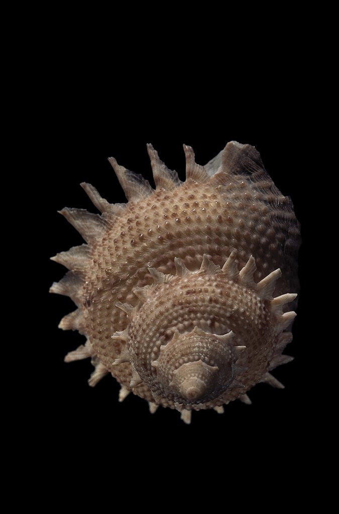Detail of Galeoastraea millegranosa by Anonymous