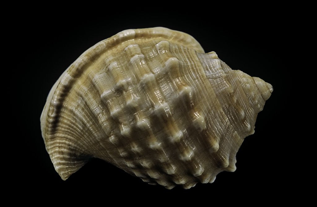 Detail of Galeodea echinophora by Anonymous