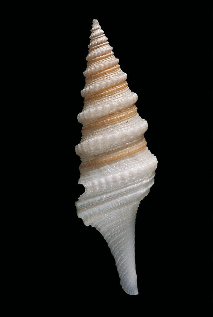 Detail of Gemmula cosmoi by Anonymous