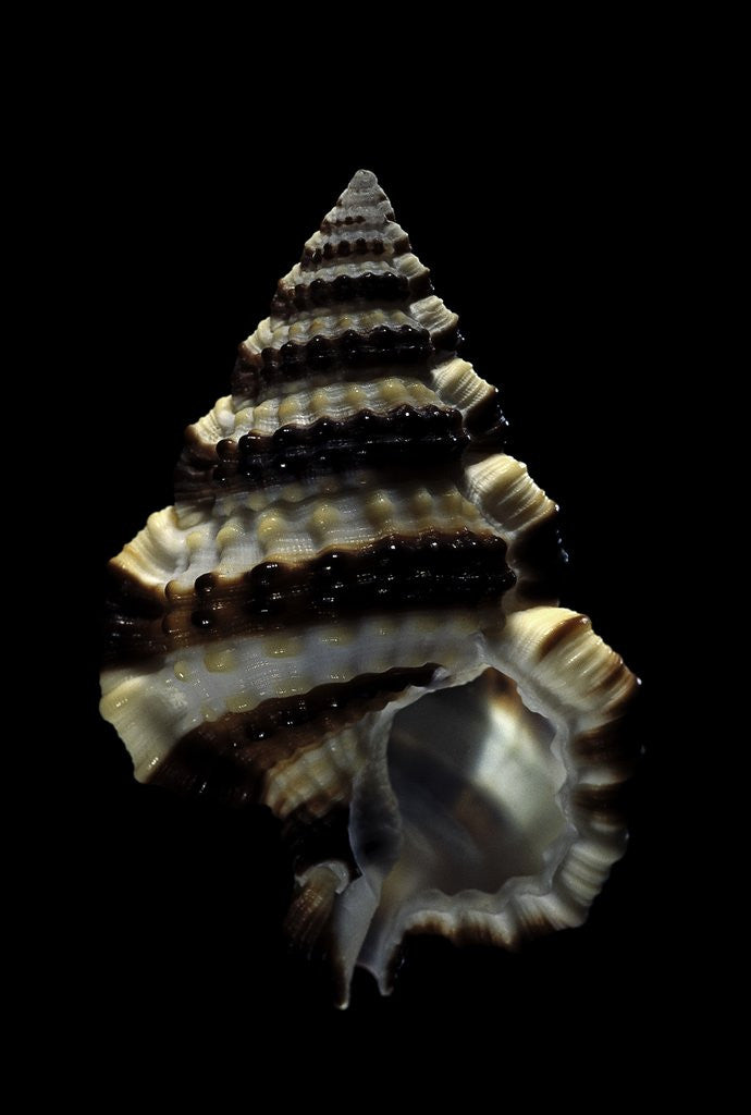 Detail of Gyrineum gyrinum by Anonymous