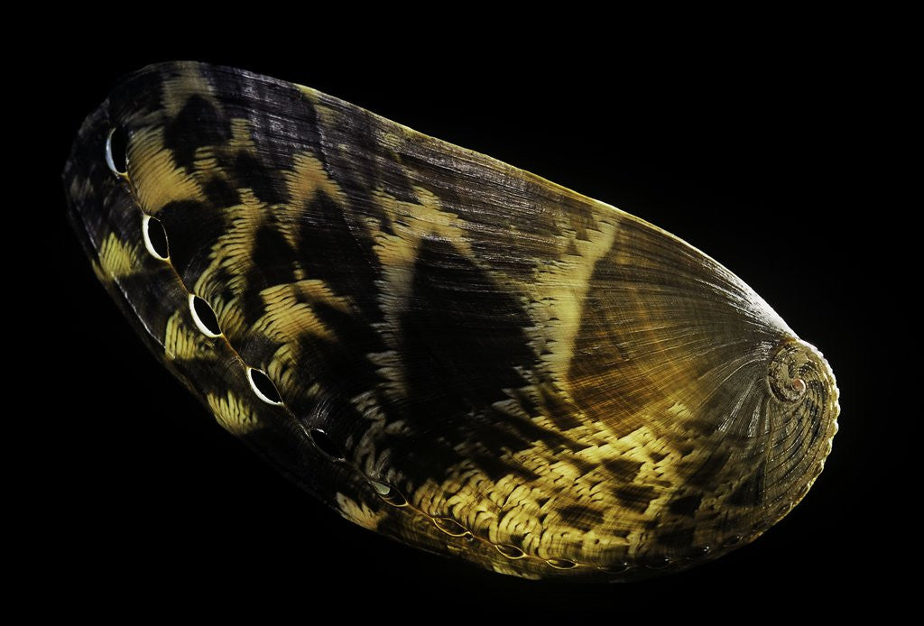 Detail of Haliotis asinina by Anonymous