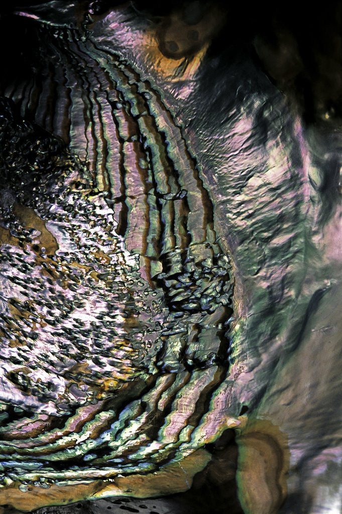 Detail of Haliotis fulgens by Anonymous