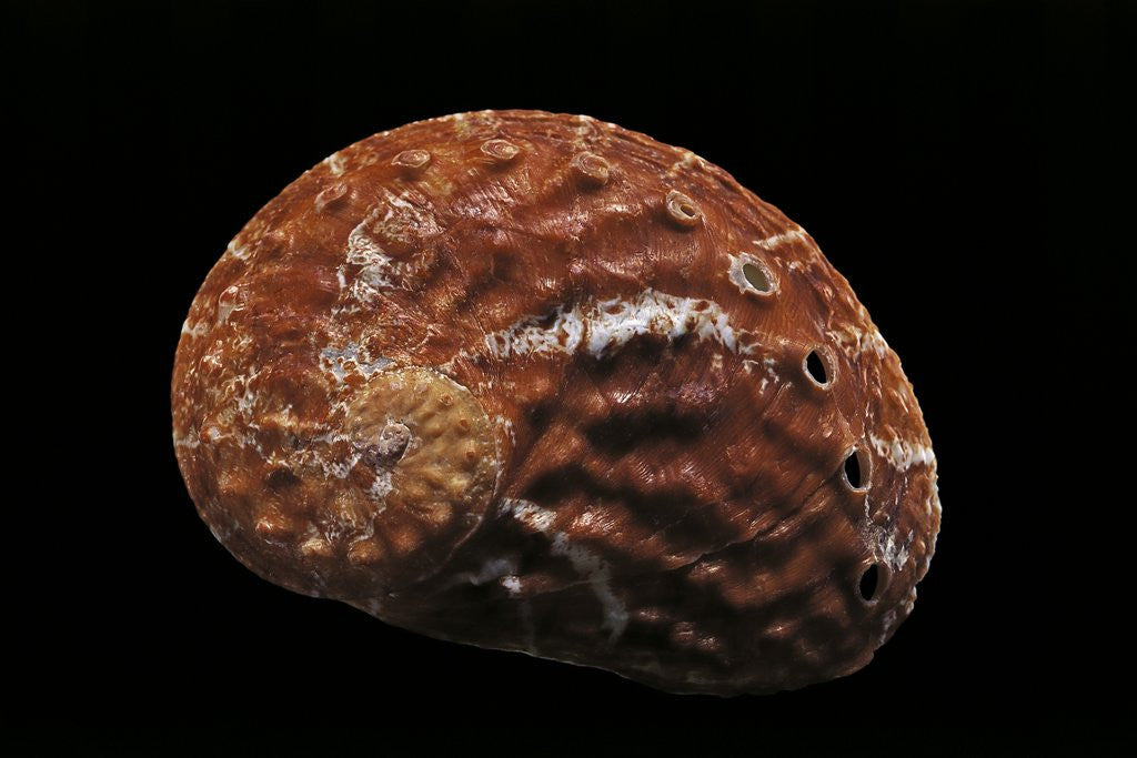 Detail of Haliotis patamakanthini by Anonymous