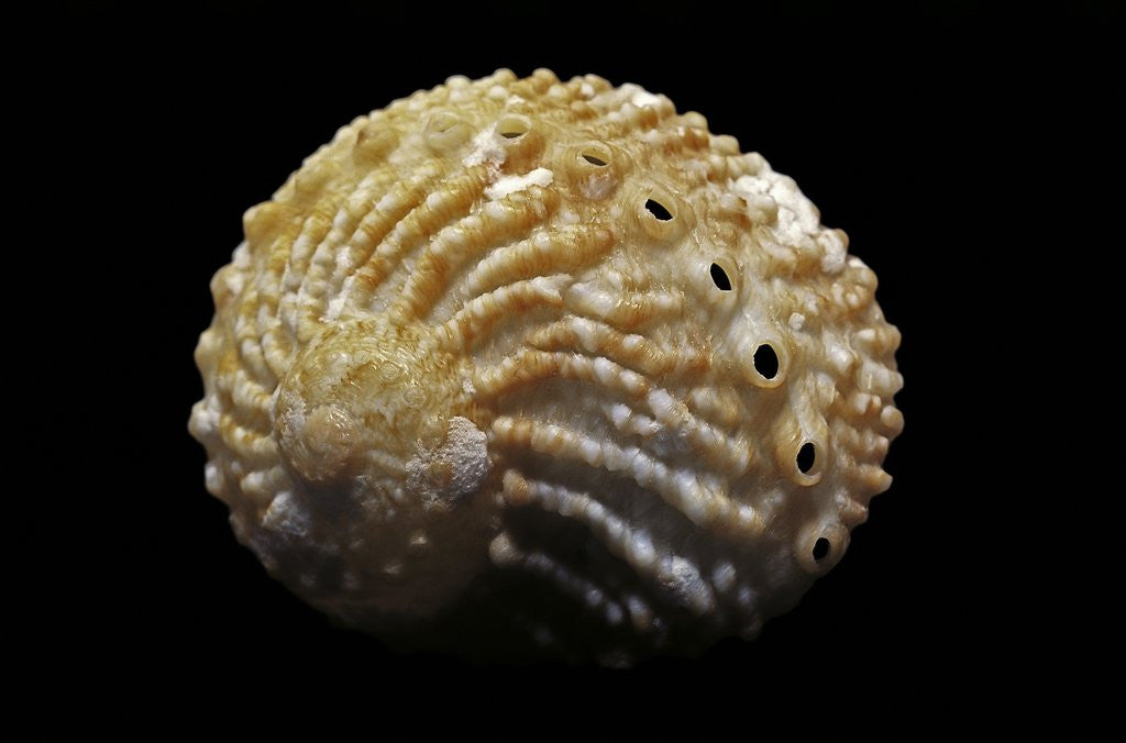 Detail of Haliotis pulcherrima by Anonymous