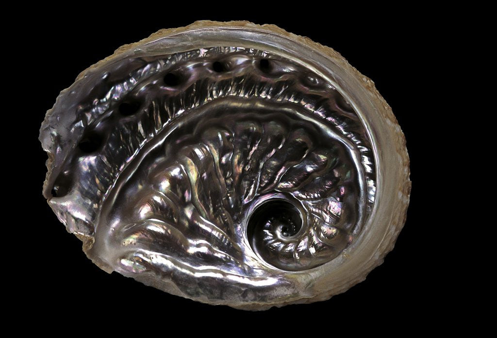 Detail of Haliotis scalaris by Anonymous