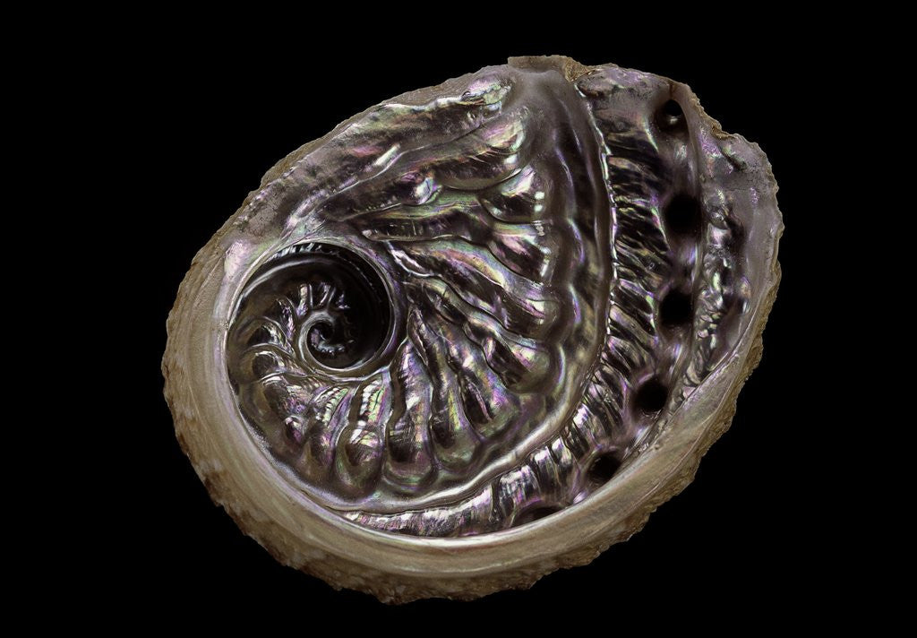 Detail of Haliotis scalaris by Anonymous
