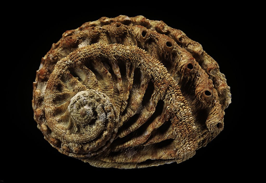 Detail of Haliotis scalaris by Anonymous
