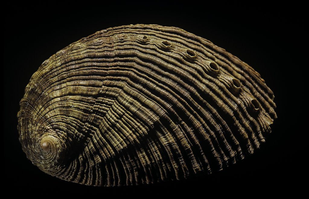 Detail of Haliotis semistriata by Anonymous
