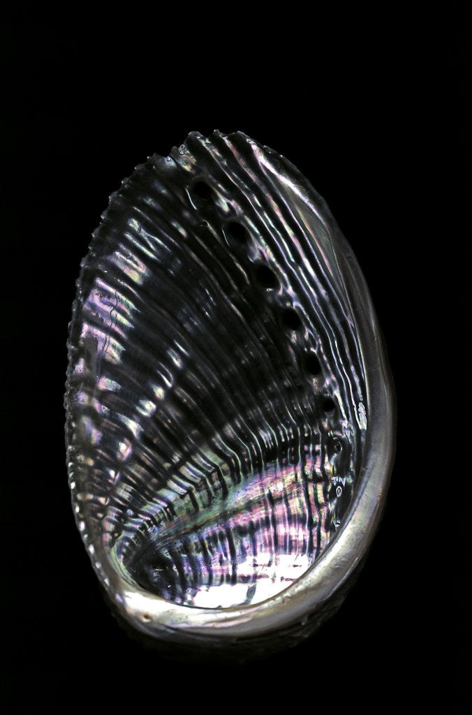 Detail of Haliotis striata by Anonymous